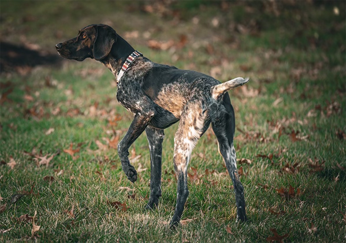 Bella, Ron's German Shorthaired Pointer